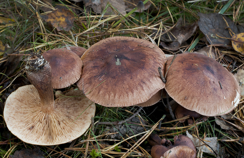 Tricholoma fulvum